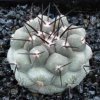 Copiapoa_cinerea_ssp_gigantea